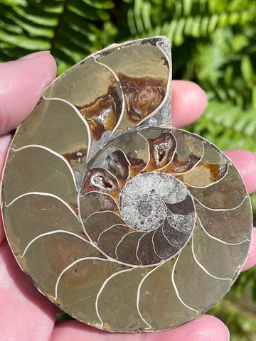 Large Ammonite Fossil from Madagascar - Cretaceous Period - Morganna’s Treasures 