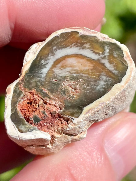 Petrified Wood Palm Stone -Triassic Age - Morganna’s Treasures 