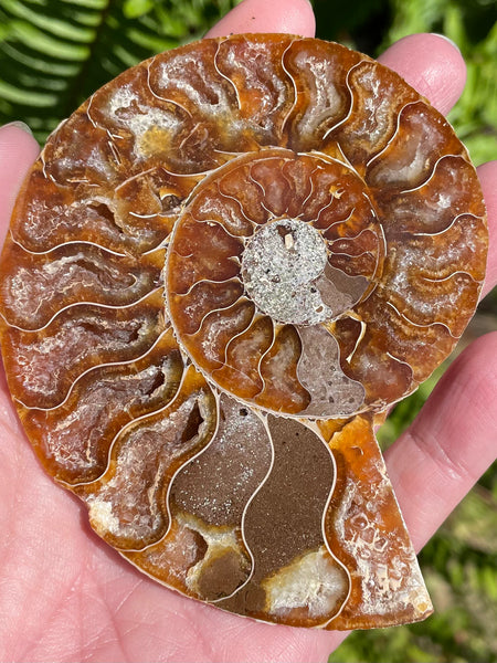 Large Ammonite Fossil from Madagascar - Cretaceous Period - Morganna’s Treasures 