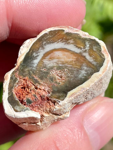 Petrified Wood Palm Stone -Triassic Age - Morganna’s Treasures 