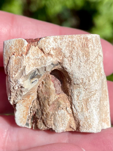 Petrified Wood Palm Stone -Triassic Age - Morganna’s Treasures 