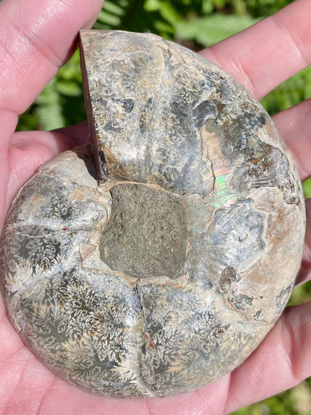 Large Ammonite Fossil from Madagascar - Cretaceous Period - Morganna’s Treasures 