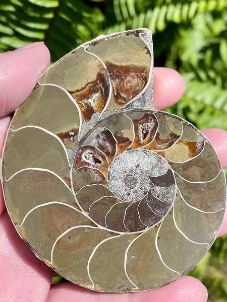 Large Ammonite Fossil from Madagascar - Cretaceous Period - Morganna’s Treasures 