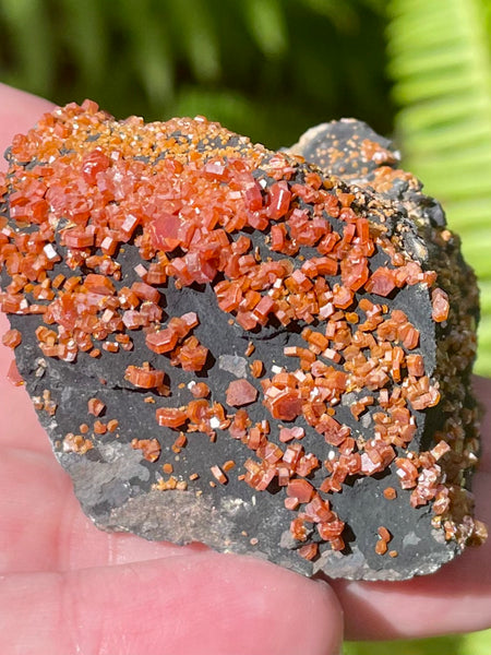 Vanadinite on Psilomelane Crystal Cluster - Morganna’s Treasures 