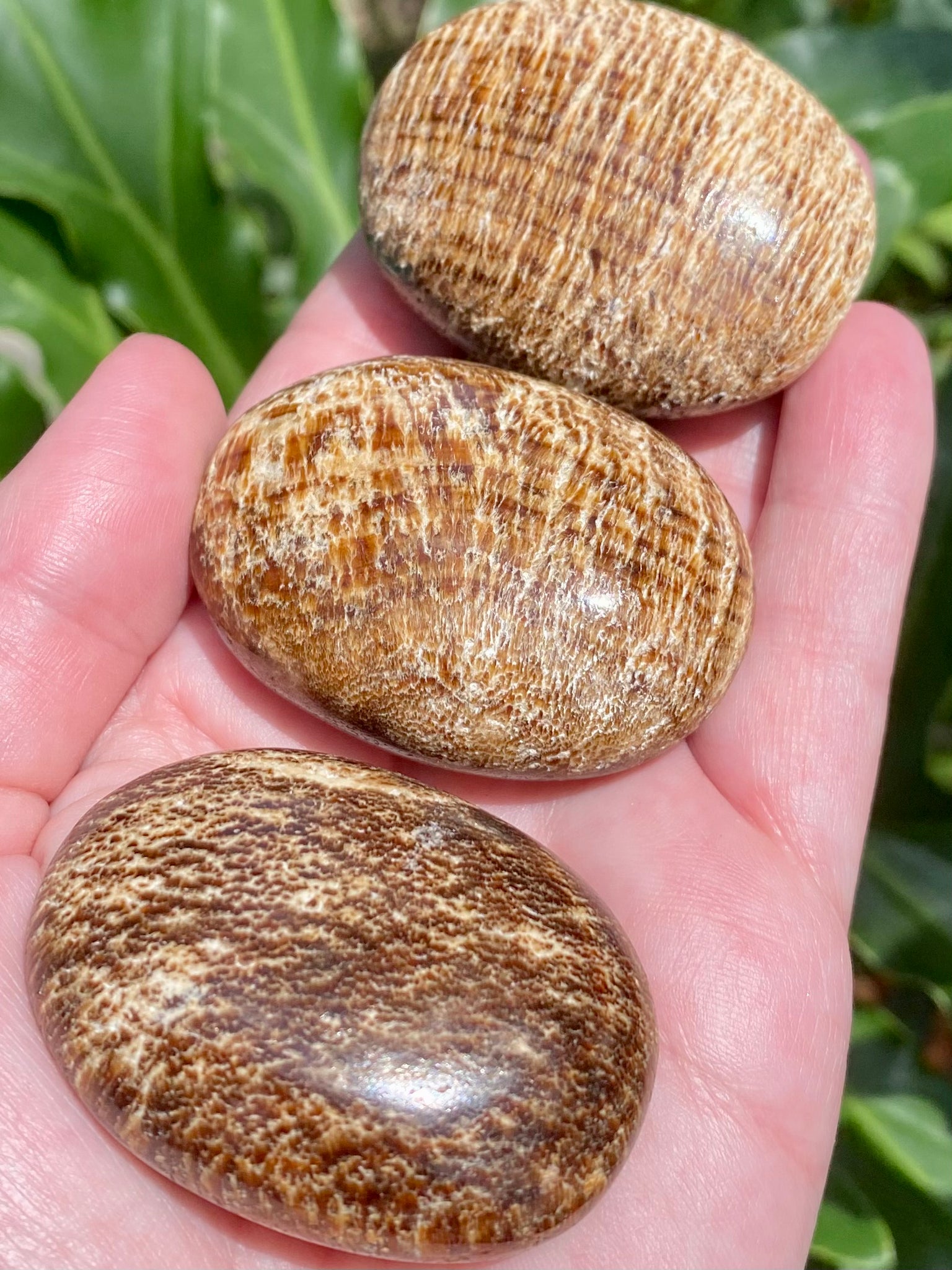 Aragonite Palm Stones - Morganna’s Treasures 