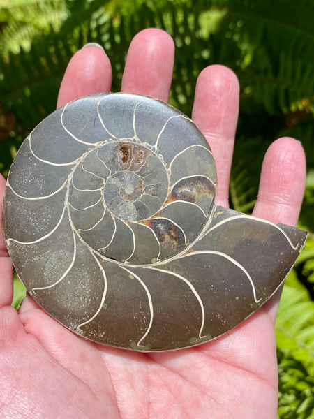 Ammonite Fossil from Madagascar - Cretaceous Period - Morganna’s Treasures 