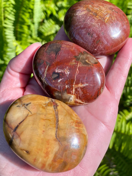 Medium Petrified Wood Palm Stone - Morganna’s Treasures 