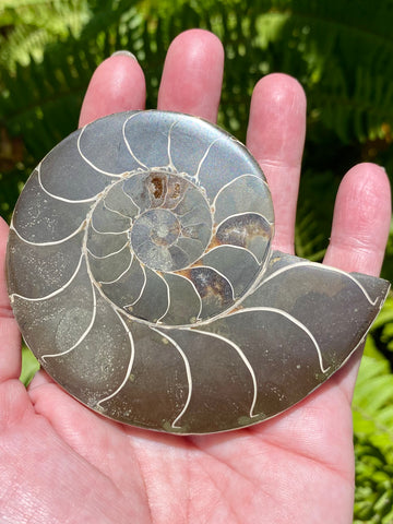 Ammonite Fossil from Madagascar - Cretaceous Period - Morganna’s Treasures 