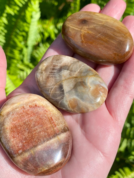 Small Petrified Wood Palm Stone - Morganna’s Treasures 