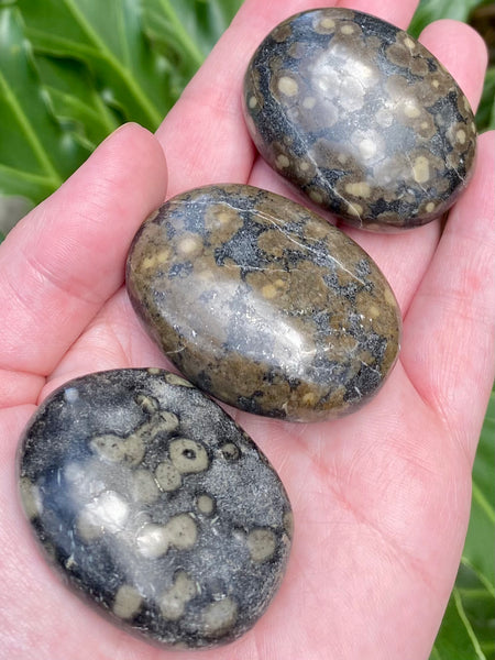 Stromatolite Palm Stones - Morganna’s Treasures 