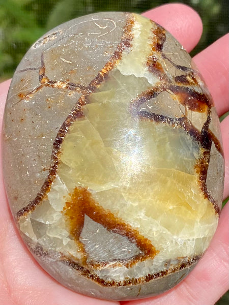 Large Septarian (Dragon’s Stone) Palm Stone - Morganna’s Treasures 