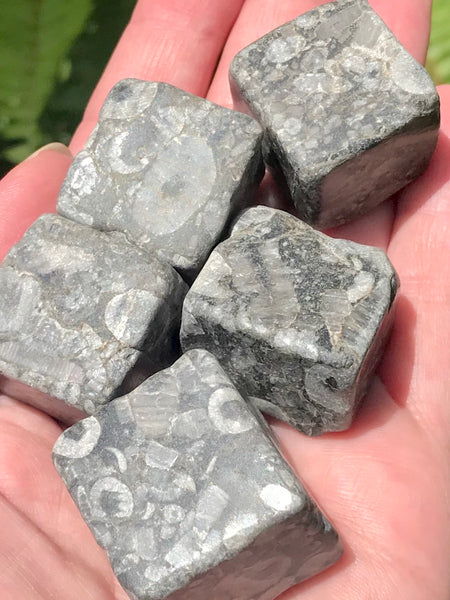 Crinoid Fossil Cube - Morganna’s Treasures 