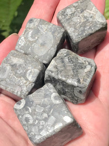 Crinoid Fossil Cube - Morganna’s Treasures 