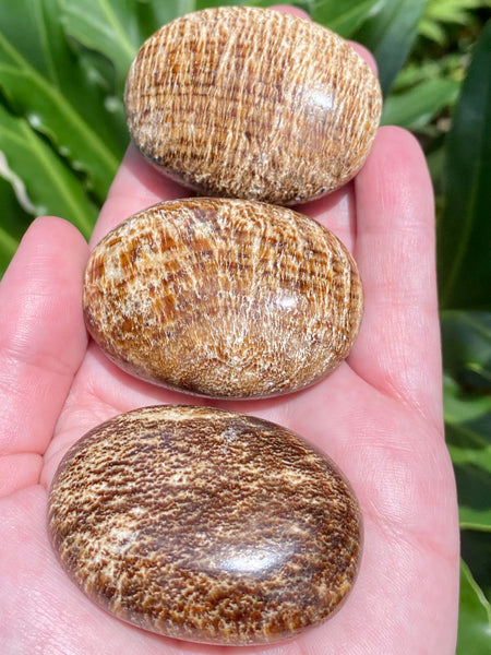 Aragonite Palm Stones - Morganna’s Treasures 