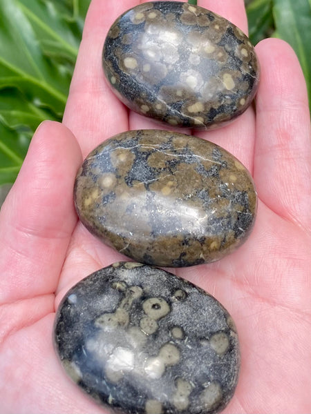Stromatolite Palm Stones - Morganna’s Treasures 
