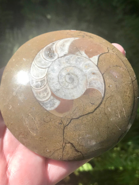 Ammonite Fossil from Madagascar - Morganna’s Treasures 