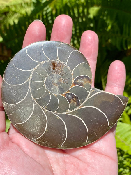 Ammonite Fossil from Madagascar - Cretaceous Period - Morganna’s Treasures 