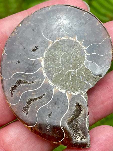 Ammonite Fossil from Madagascar - Morganna’s Treasures 