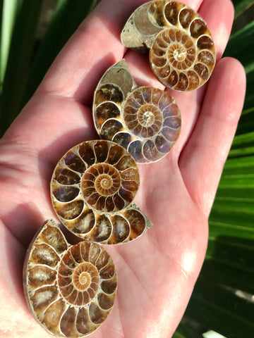 Ammonite Fossil from Madagascar - Morganna’s Treasures 