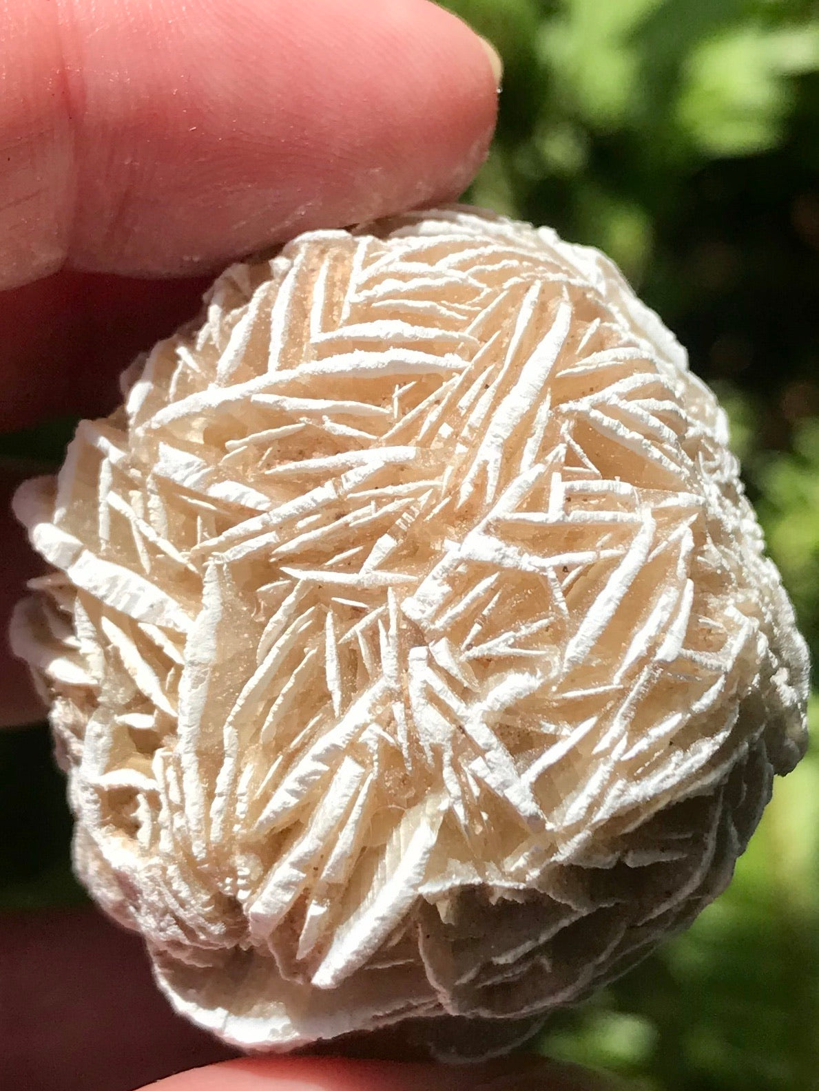 Large Selenite Desert Rose Stone - Morganna’s Treasures 