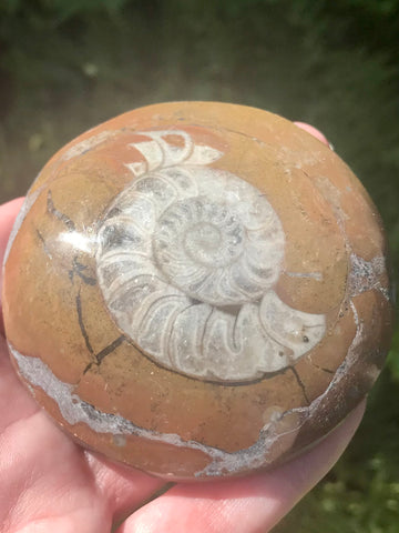 Ammonite Fossil from Madagascar - Morganna’s Treasures 