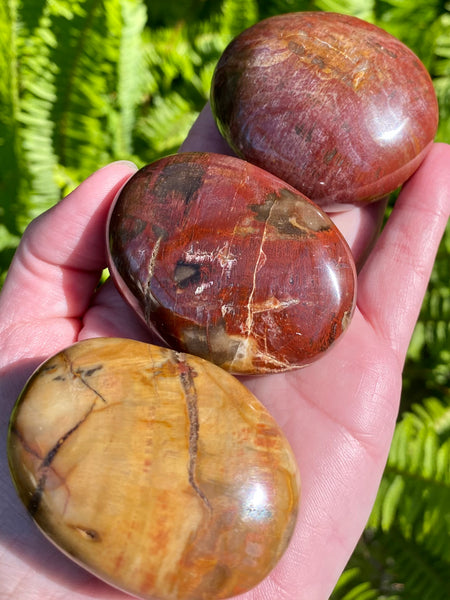 Medium Petrified Wood Palm Stone - Morganna’s Treasures 