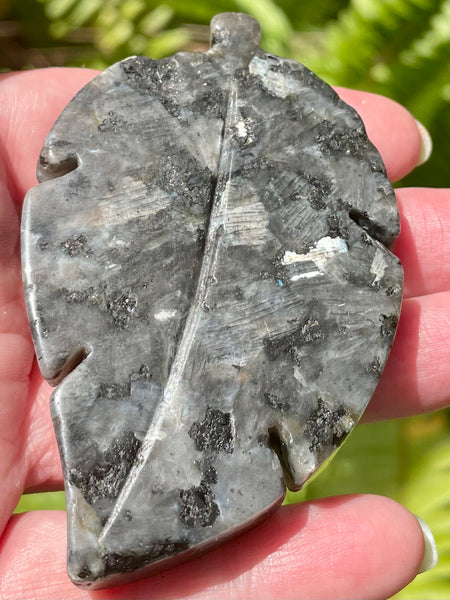 Larvikite (Black Moonstone) Leaf - Morganna’s Treasures 