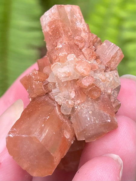 Star Aragonite from Morocco - Morganna’s Treasures 