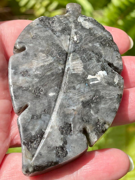 Larvikite (Black Moonstone) Leaf - Morganna’s Treasures 