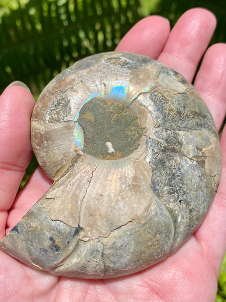 Ammonite Fossil from Madagascar - Cretaceous Period - Morganna’s Treasures 