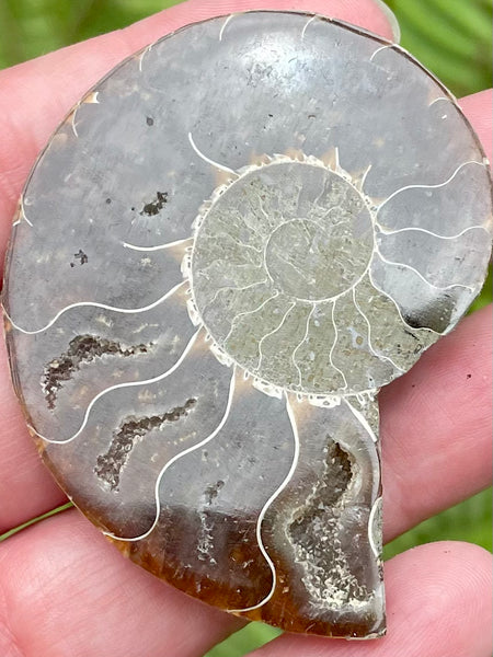 Ammonite Fossil from Madagascar - Morganna’s Treasures 