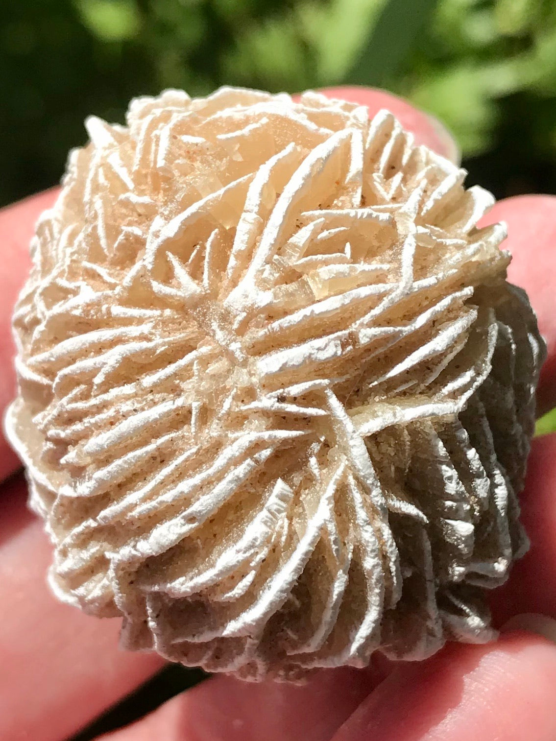 Large Selenite Desert Rose Stone - Morganna’s Treasures 