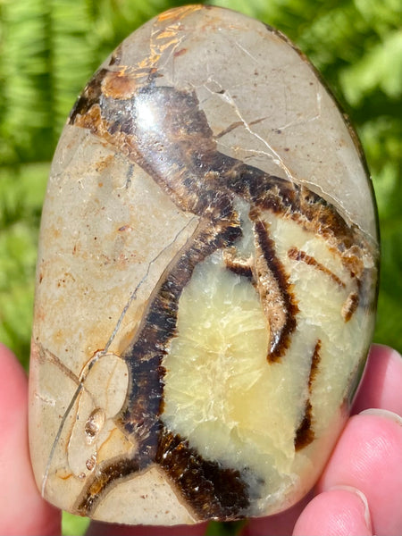 Septarian (Dragon’s Stone) Crystal Freeform - Morganna’s Treasures 