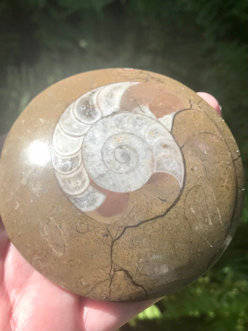 Ammonite Fossil from Madagascar - Morganna’s Treasures 