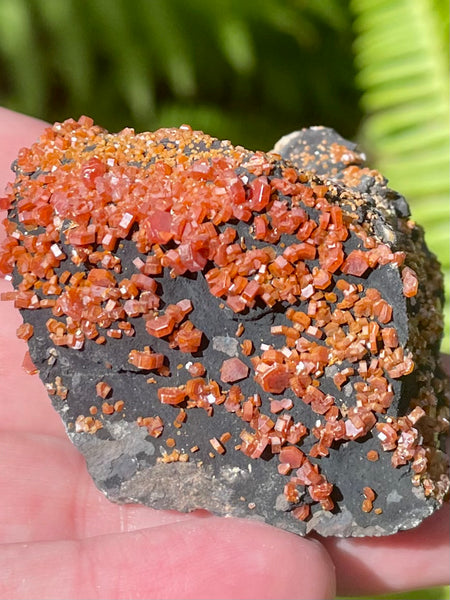 Vanadinite on Psilomelane Crystal Cluster - Morganna’s Treasures 