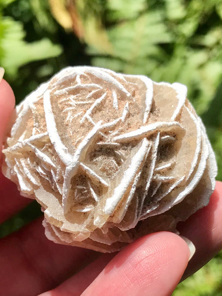 Large Selenite Desert Rose Stone - Morganna’s Treasures 