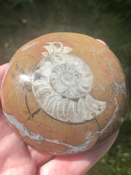 Ammonite Fossil from Madagascar - Morganna’s Treasures 
